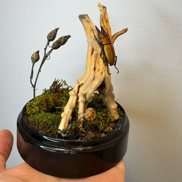 Taxidermy stag beetle dome made with 100% natural foraged materials - Picture 2 of 3